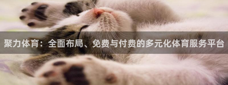 833看球直播在线观看：聚力体育：全面布局、免费与付费的多元化体育服务平台